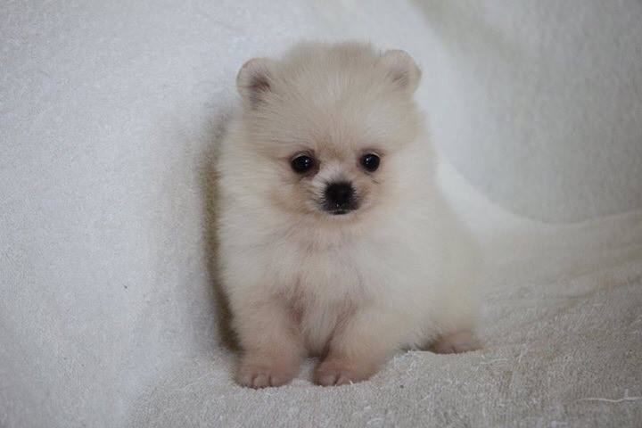 Pomeranian Puppy tea cup