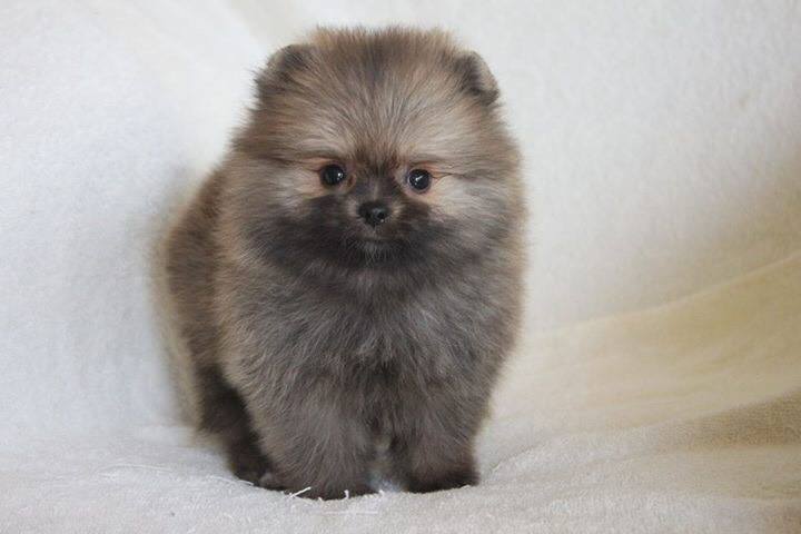 Pomeranian for sale