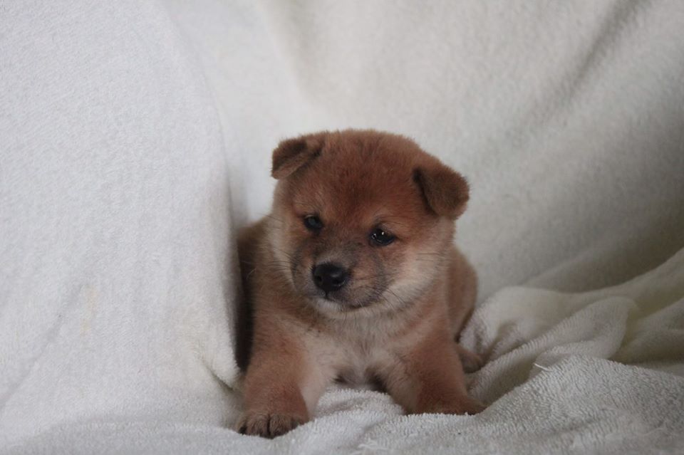 Breeder Shiba inu