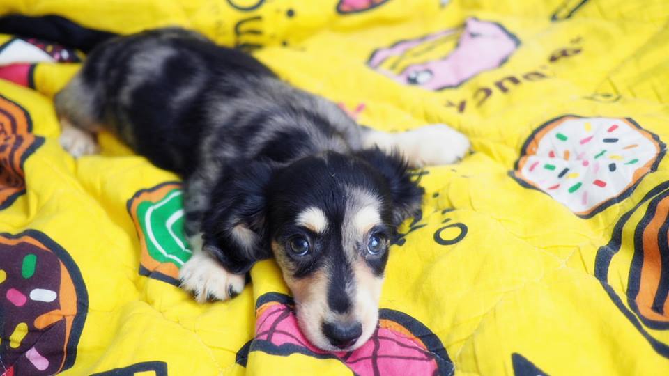 sale Dachshund pup