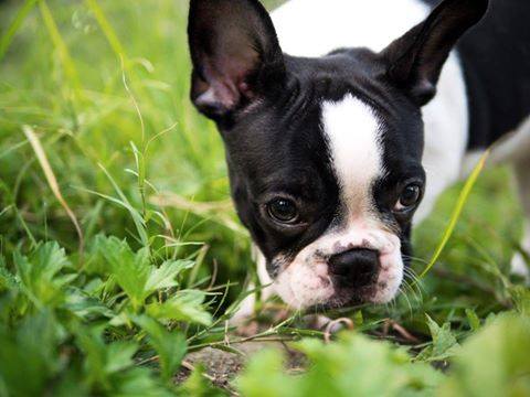 Puppies French bulldog