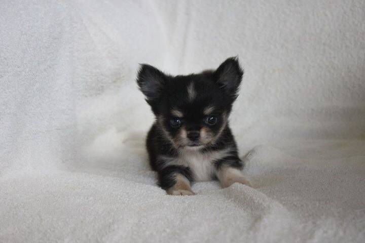 Chihuahua long coat ,male