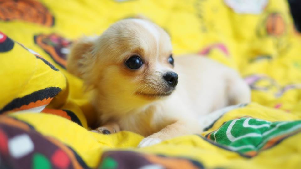 Chihuahua tiny