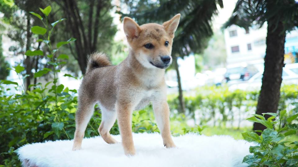 Shiba inu pup female