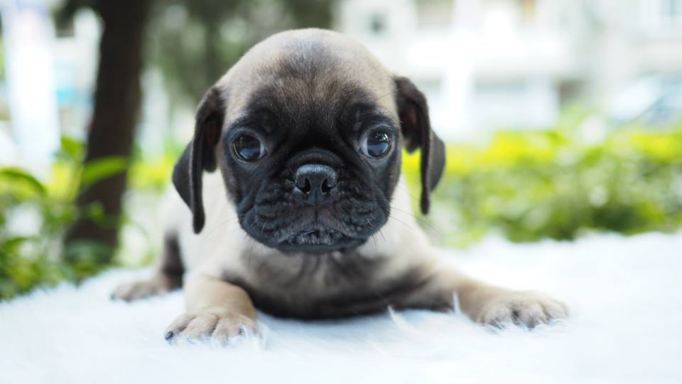 Puppies Pug hk