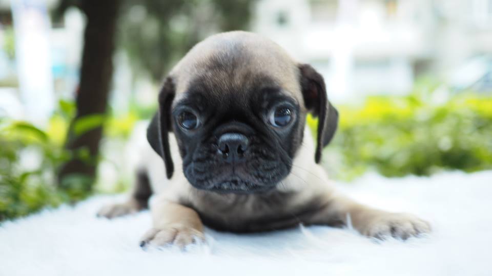 Pugs puppies