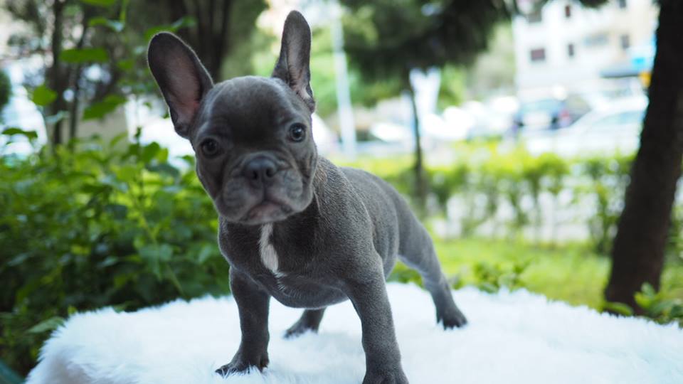 Exclusive Puppies French bulldog rare gray tiger dog