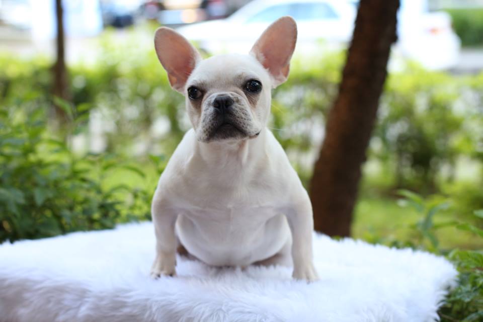 Pup french bulldog