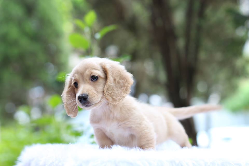 Dachshund avaliable puppies