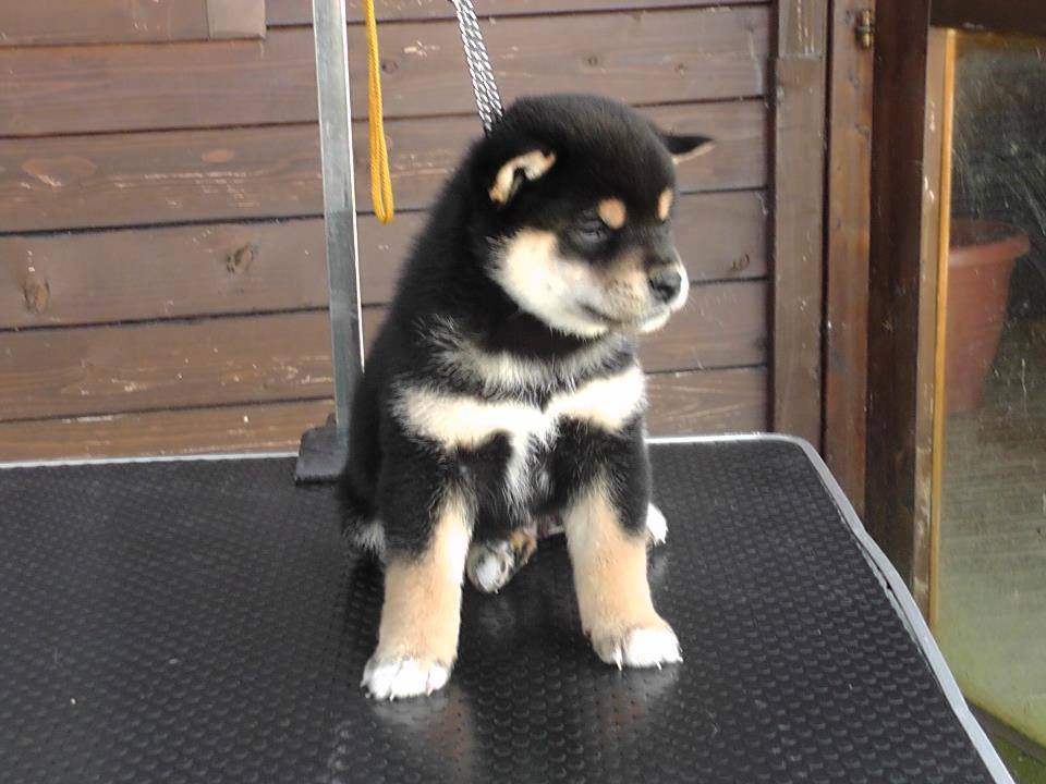 shiba inu pup sale