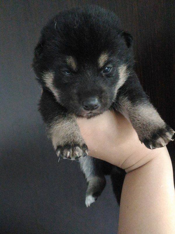 SHIBA INU color Black and Tan