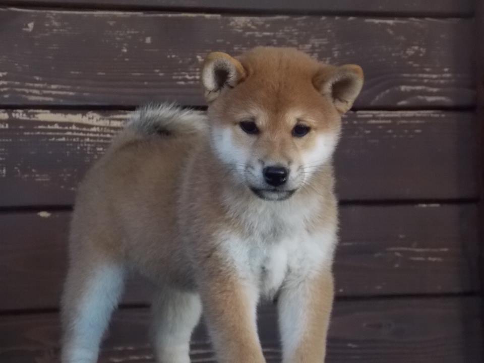 SHIBA INU breeder hk