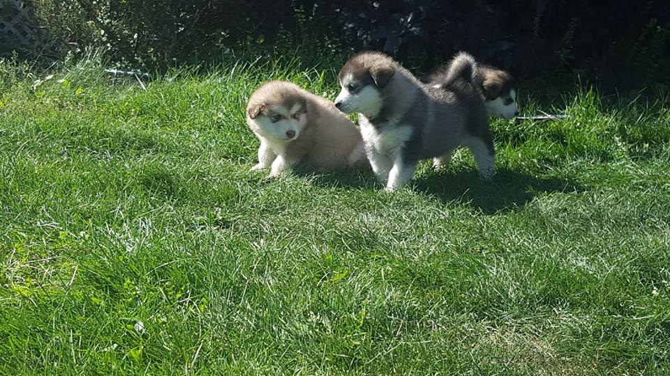 Alaskan malamute breeder