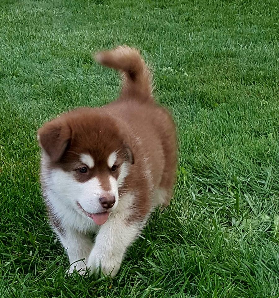 Alaskan malamute pups price