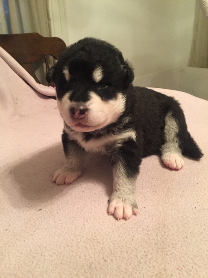 Alakan malamute litter pedigree