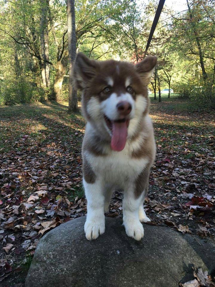 Breeders Alakan malamute hk