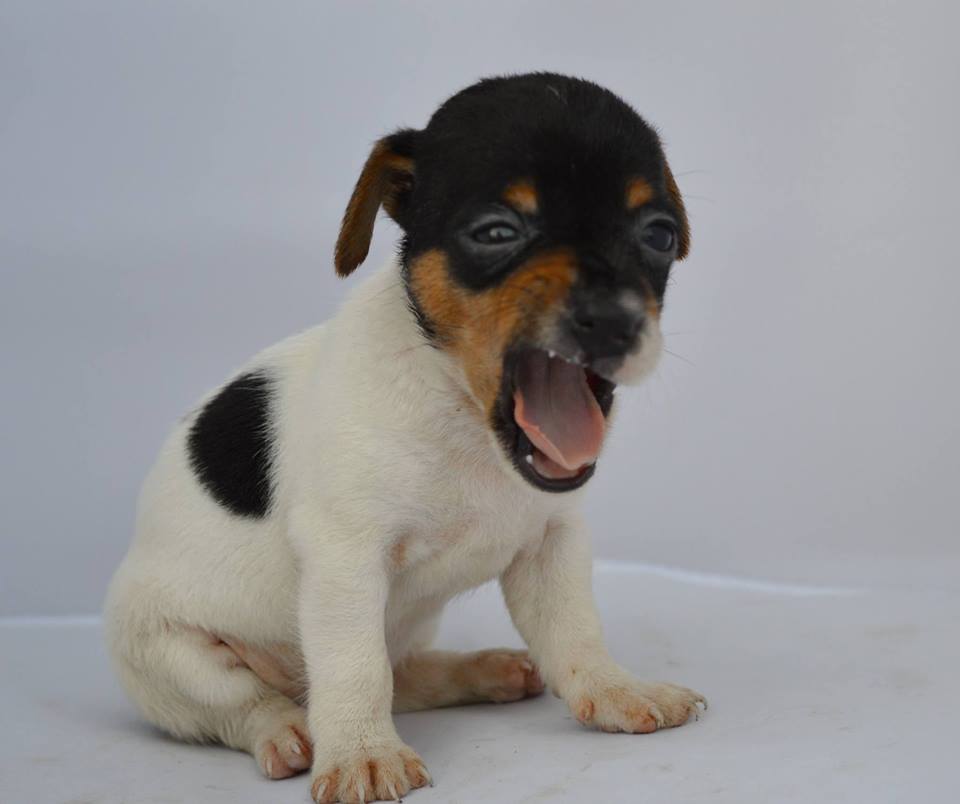 jack russell terrier breeder