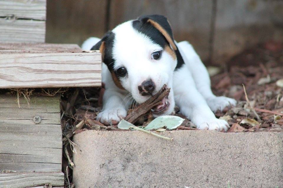 jack russell terrier puppies for sale