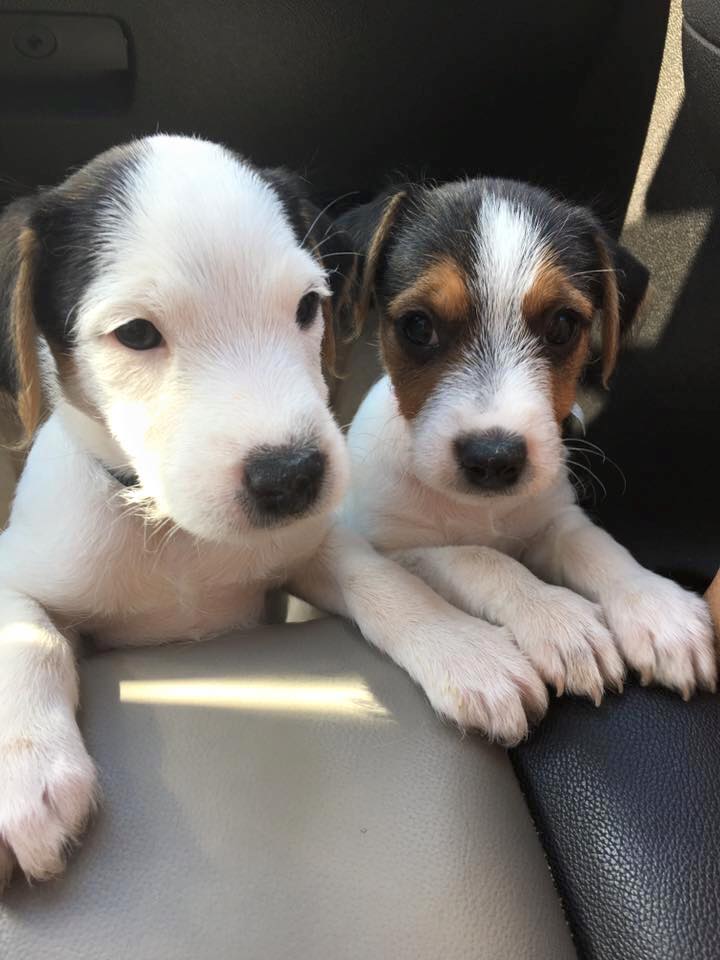 jack russell terrier pups hk