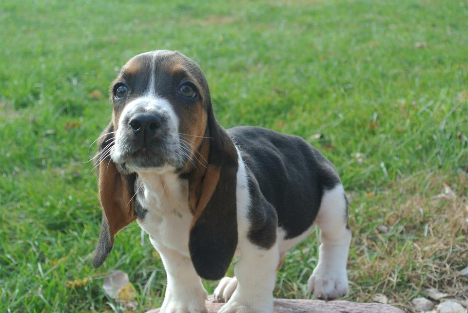 basset hound breeder hk