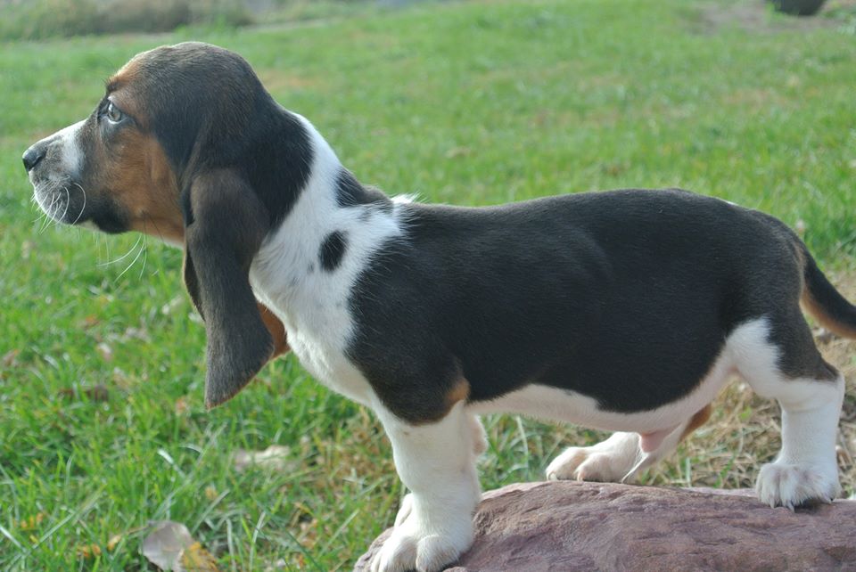 Basset hound puppies hk