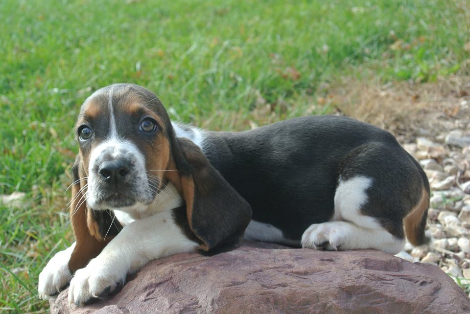 Basset hound tricolor sale