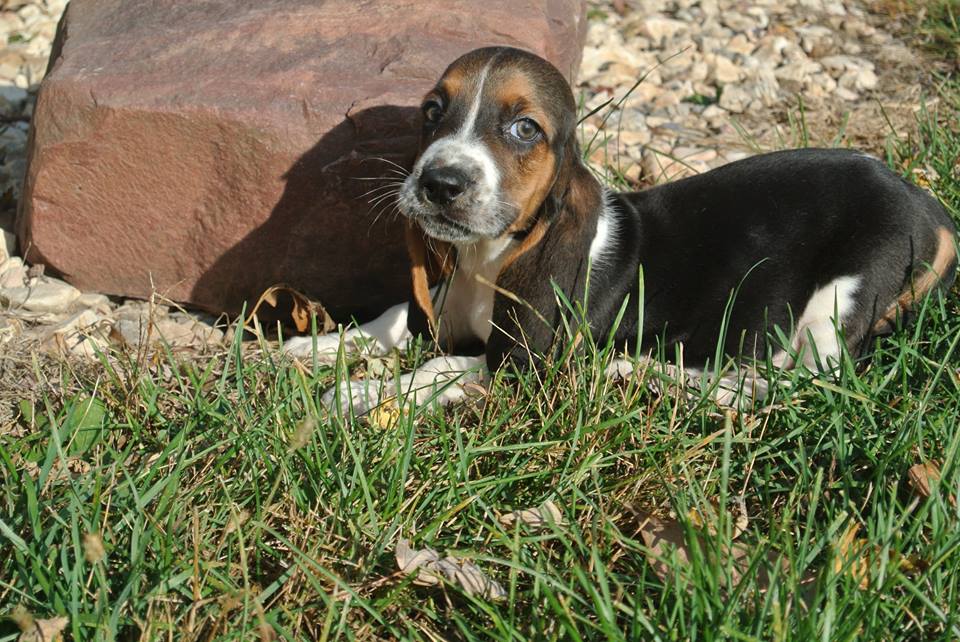 Breeders in hk Basset hound