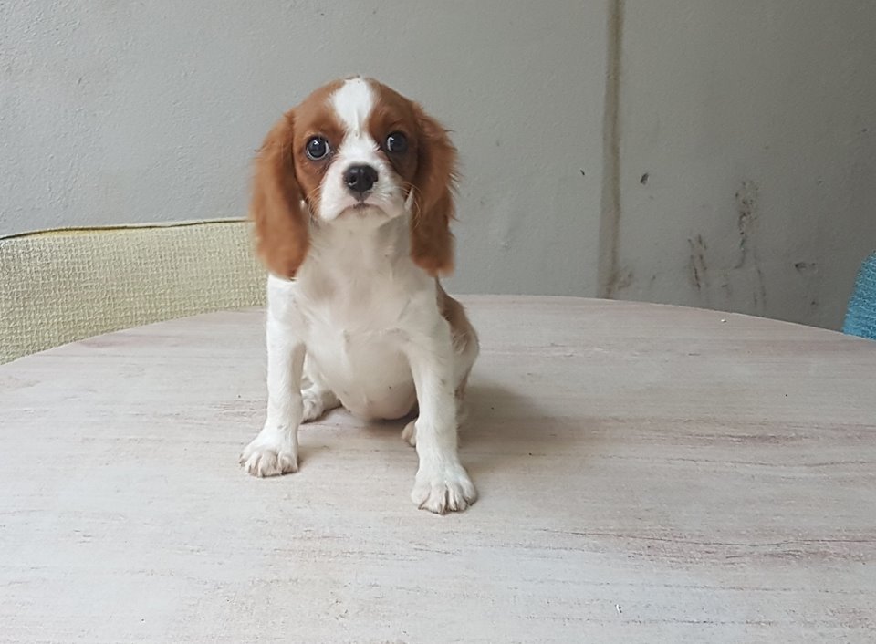 Cavalier King Charles Spaniel breeder