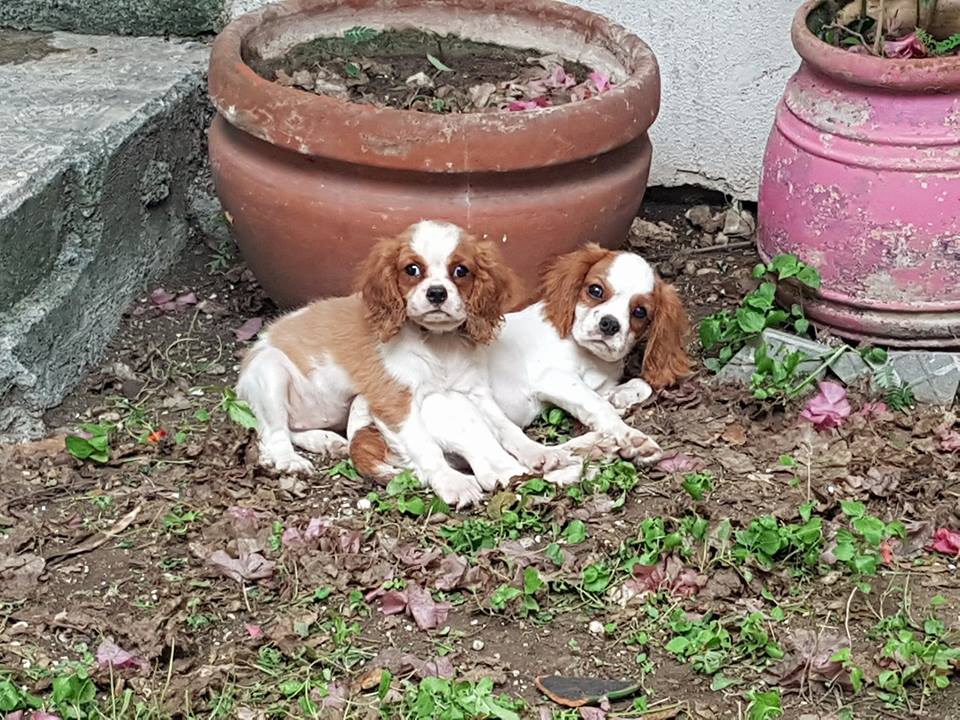 Cavalier King Charles puppy for sale