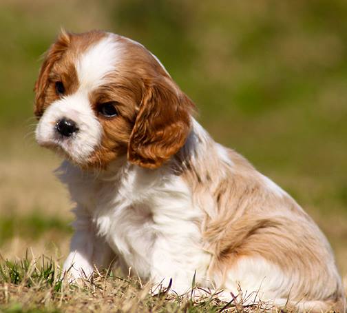 Cavalier King Charles breeders