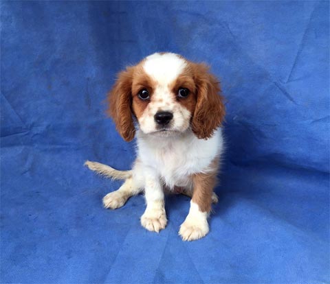 Bitch price Cavalier King Charles spaniel 