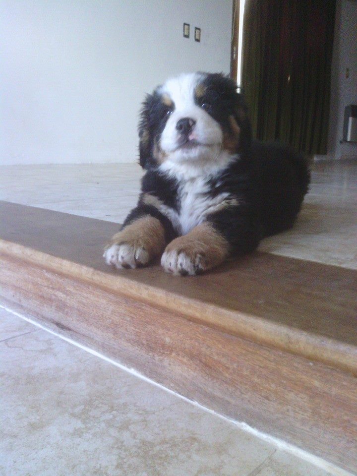 Breeders bernese mountain dog 