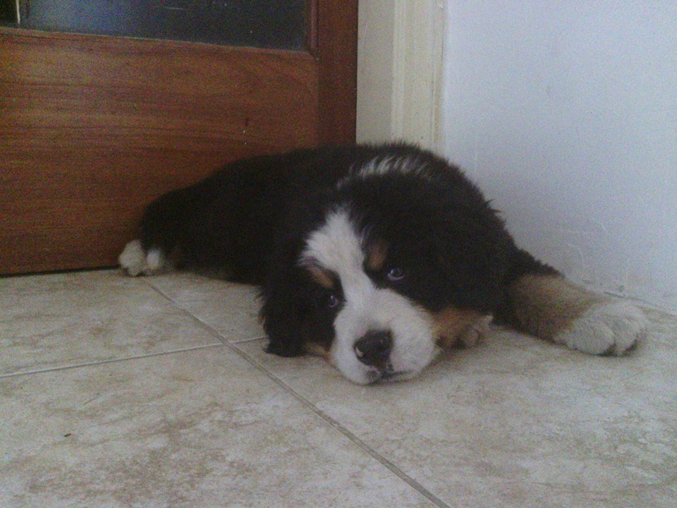 Puppy for sale bernese mountain dog 