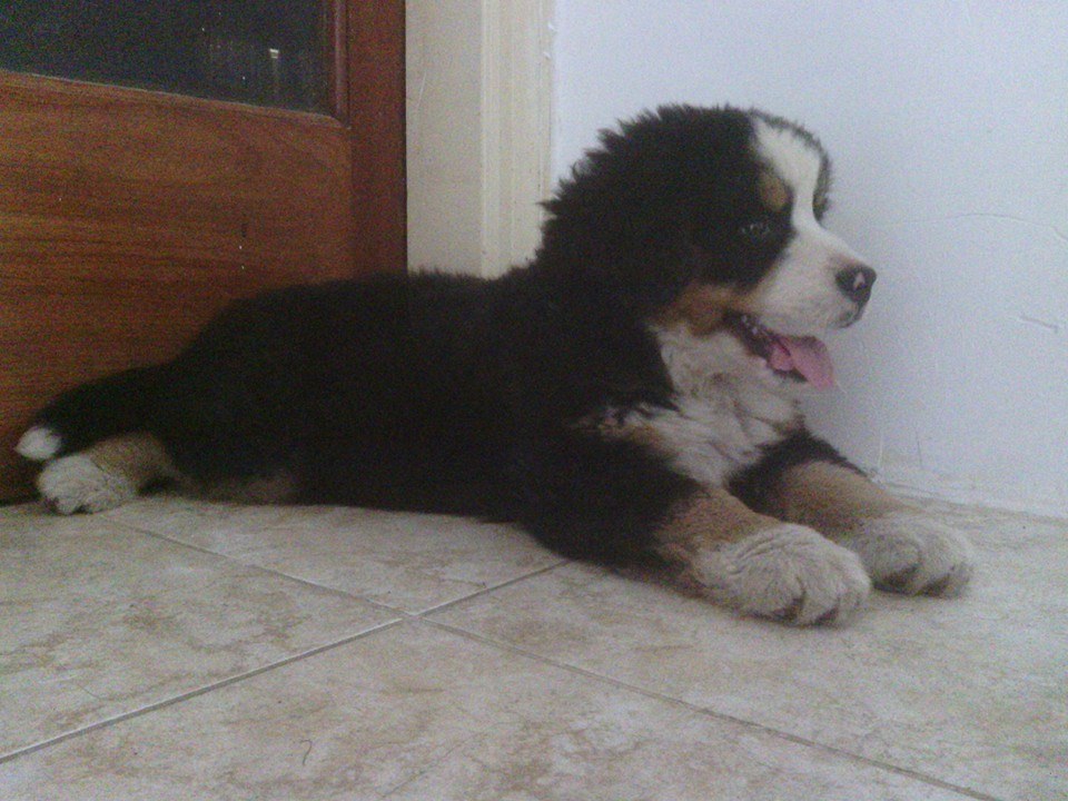 Breeder puppies  bernese