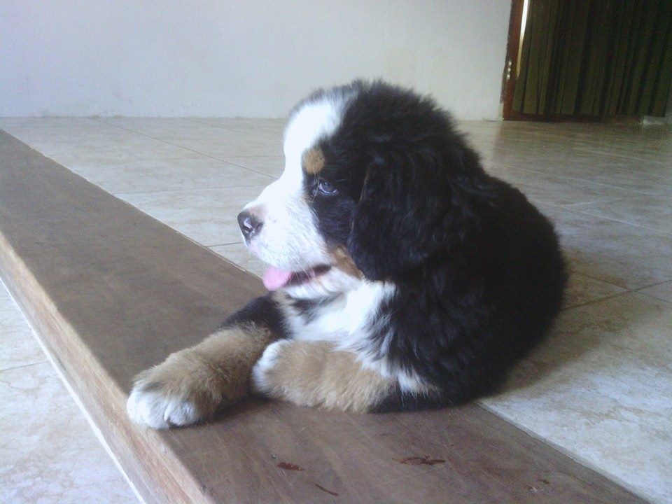 bernese mountain dog price sale