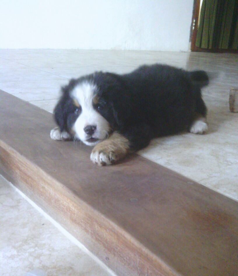 bernese mountain pup 8 weeks