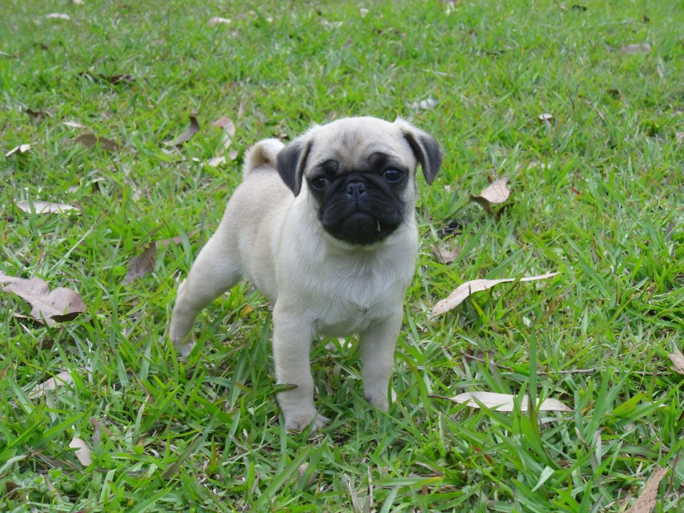 Breeder pug hk