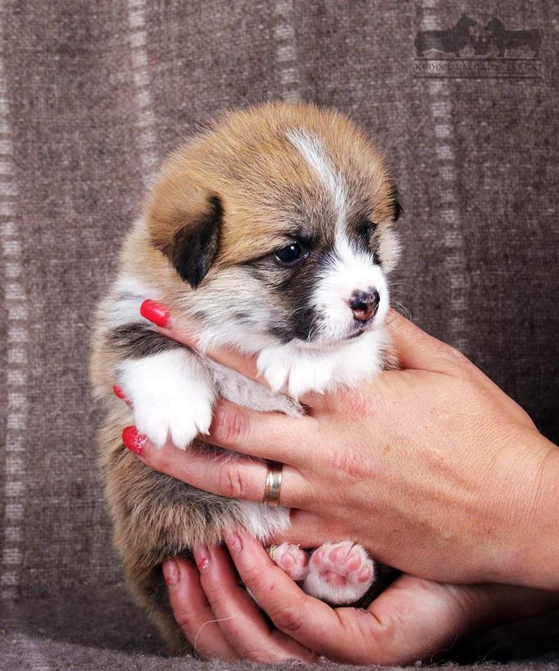 Breeders welsh corgi