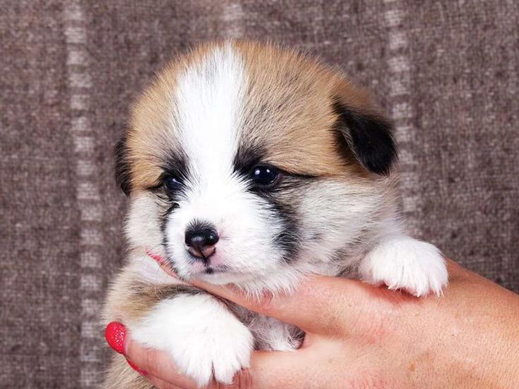 price sale welsh corgi pembroke