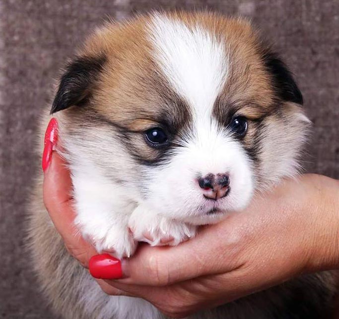 awesome puppies welsh corgi pembroke