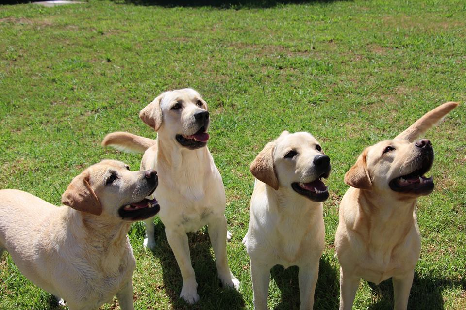 Labrador retriever breeders