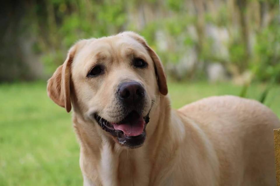 Labrador retriever pup for sale in hk