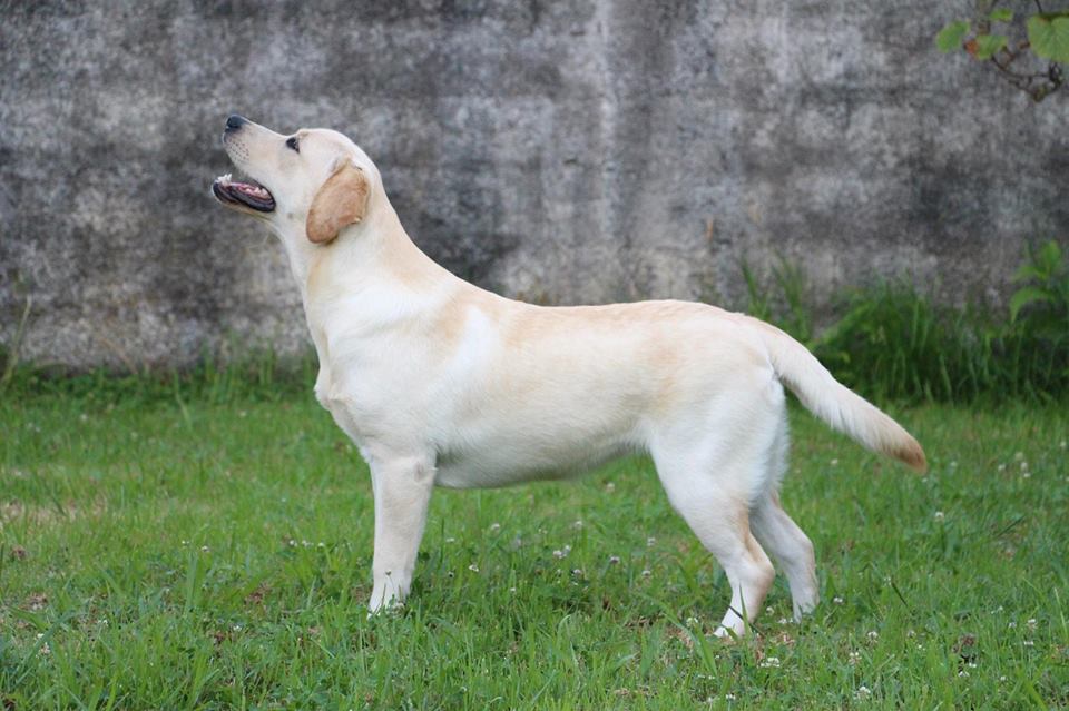 Breeder labrador retriever