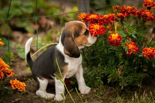 Beagle breeders hk