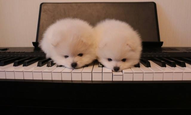 couple pomeranian for sale