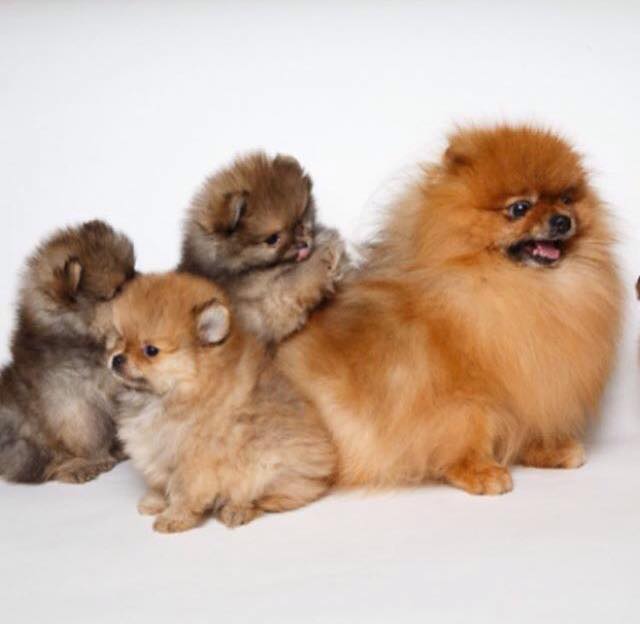 breeder sale pomeranian