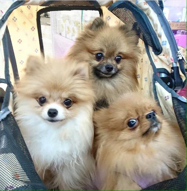 pomeranian dog breeder