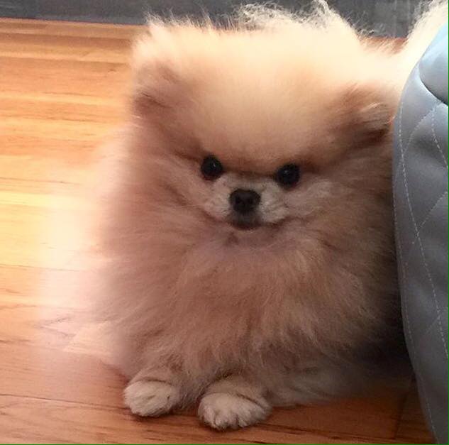 Pomeranian price hk