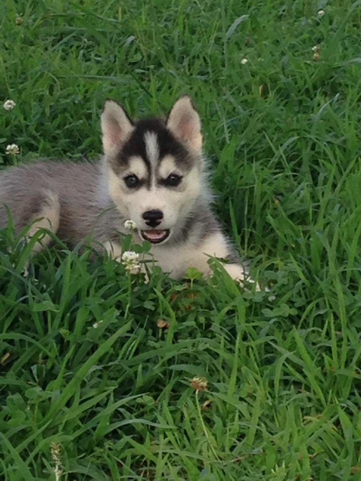 Breeders Siberian husky 