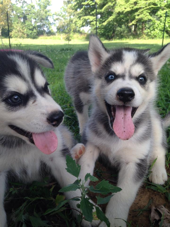 husky pup for sale